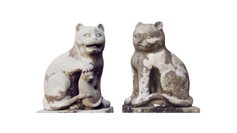 実物のこまねこ